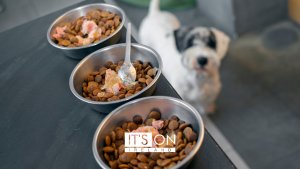 Dog Nutrition – What Every Irish Pet Owner Should Know