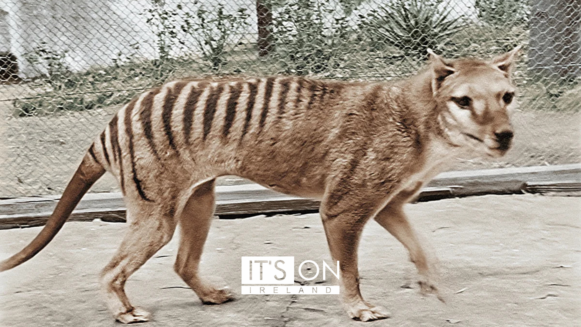 Tasmanian Tiger