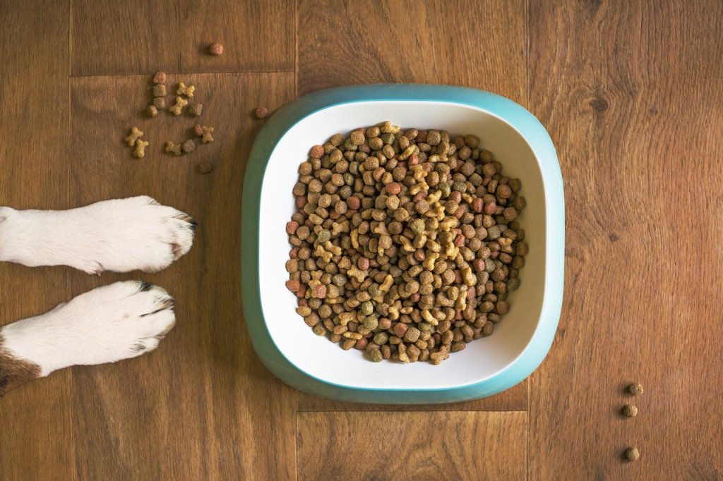 Dog Nutrition – What Every Irish Pet Owner Should Know